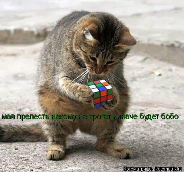мая прелесть некому не трогать иначе будет бобо... Котоматрица: мая прелесть некому не трогать иначе будет бобо