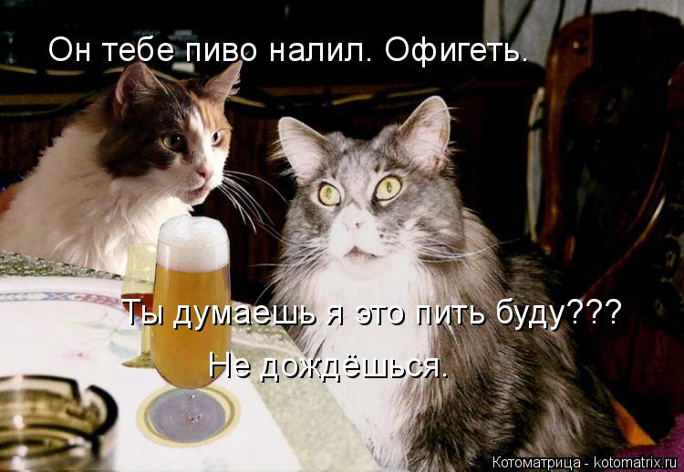 Ты думаешь я это пить буду??? Он тебе пиво налил. Офигеть. Не дождёшься.... Котоматрица: Ты думаешь я это пить буду??? Он тебе пиво налил. Офигеть. Не дождёшься.