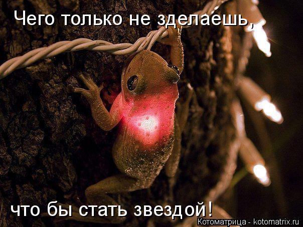 Чего только не зделаешь, что бы стать звездой!... Котоматрица: Чего только не зделаешь, что бы стать звездой!