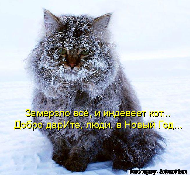 Замерзло всё, и индевеет кот... Добро дарИте, люди, в Новый Год...... Котоматрица: Замерзло всё, и индевеет кот... Добро дарИте, люди, в Новый Год...