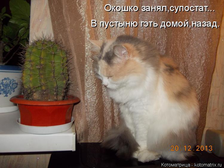 Окошко занял,супостат... В пустыню гэть домой,назад.... Котоматрица: Окошко занял,супостат... В пустыню гэть домой,назад.
