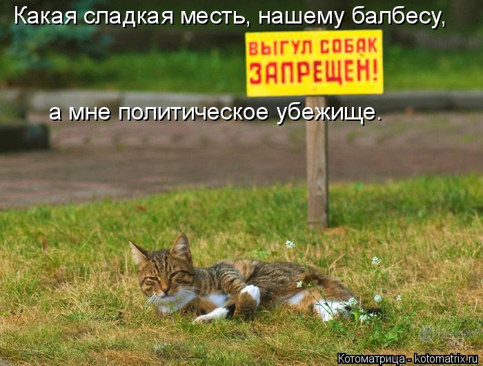 Какая сладкая месть, нашему балбесу, а мне политическое убежище.... Котоматрица: Какая сладкая месть, нашему балбесу, а мне политическое убежище.
