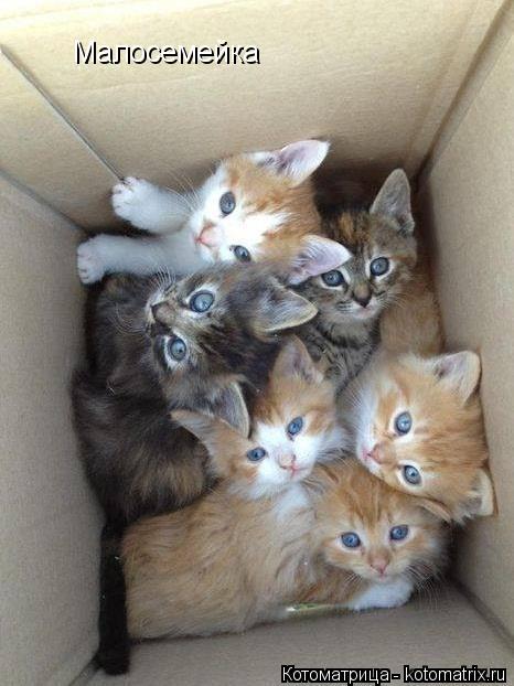 Малосемейка... Котоматрица: Малосемейка