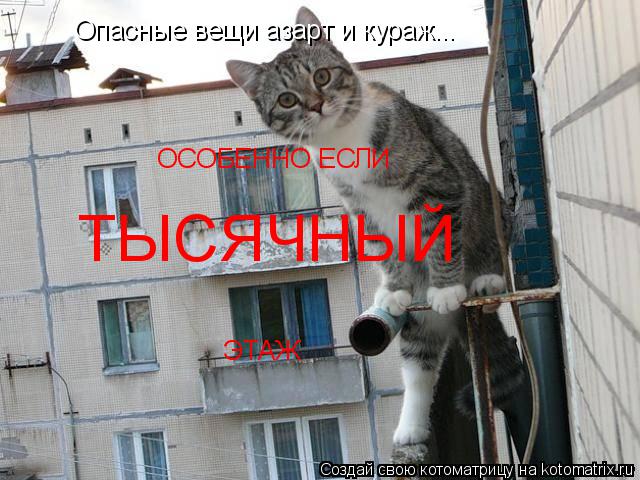 Опасные вещи азарт и кураж... ОСОБЕННО ЕСЛИ ТЫСЯЧНЫЙ ЭТАЖ... Котоматрица: Опасные вещи азарт и кураж... ОСОБЕННО ЕСЛИ ТЫСЯЧНЫЙ ЭТАЖ