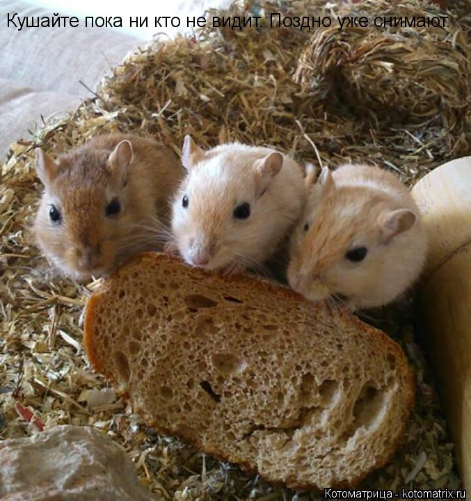 Кушайте пока ни кто не видит. Поздно уже снимают.... Котоматрица: Кушайте пока ни кто не видит. Поздно уже снимают.