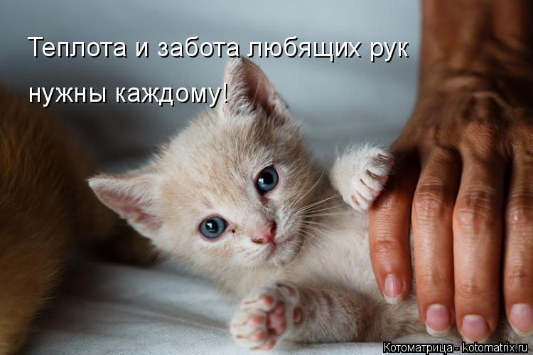 нужны каждому! Теплота и забота любящих рук... Котоматрица: нужны каждому! Теплота и забота любящих рук