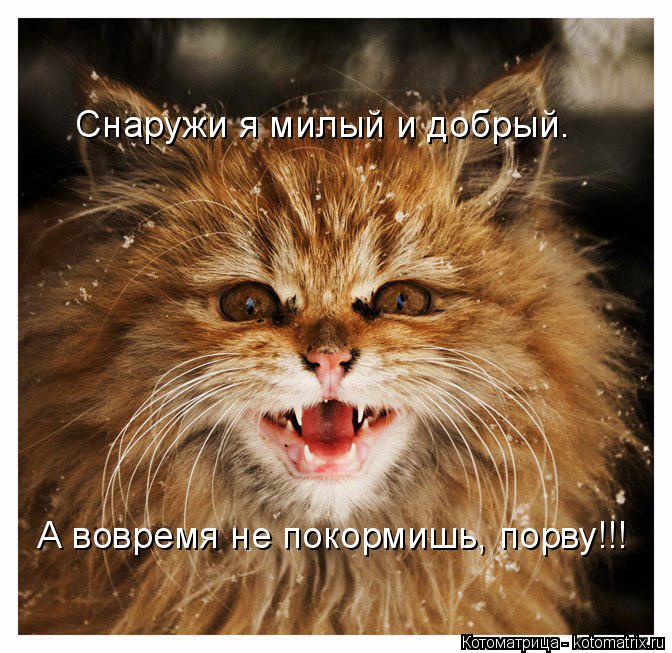 Снаружи я милый и добрый. А вовремя не покормишь, порву!!!... Котоматрица: Снаружи я милый и добрый. А вовремя не покормишь, порву!!!