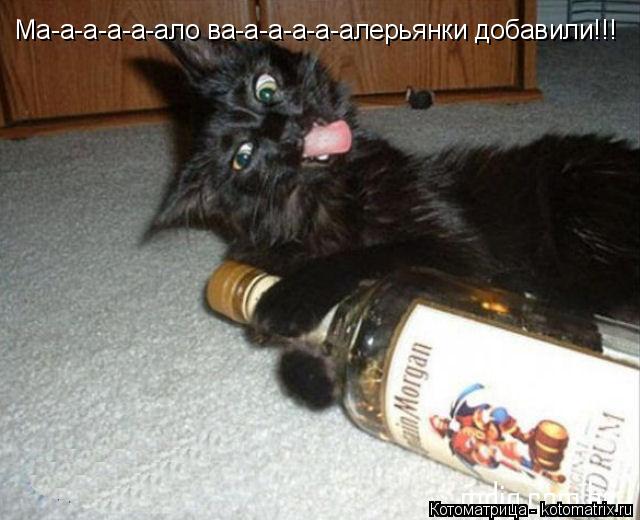 Ма-а-а-а-а-ало ва-а-а-а-а-алерьянки добавили!!!... Котоматрица: Ма-а-а-а-а-ало ва-а-а-а-а-алерьянки добавили!!!