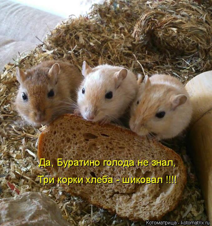 Да, Буратино голода не знал, Три корки хлеба - шиковал !!!!... Котоматрица: Да, Буратино голода не знал, Три корки хлеба - шиковал !!!!