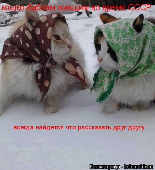 кошко-бабкам жившим во время СССР всегда найдется что рассказать друг другу... Котоматрица: кошко-бабкам жившим во время СССР всегда найдется что рассказать друг другу