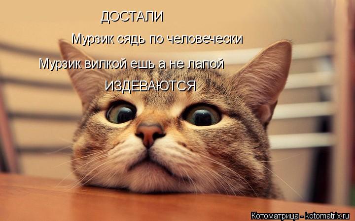 ДОСТАЛИ Мурзик сядь по человечески Мурзик вилкой ешь а не лапой ИЗДЕВАЮТСЯ... Котоматрица: ДОСТАЛИ Мурзик сядь по человечески Мурзик вилкой ешь а не лапой ИЗДЕВАЮТСЯ