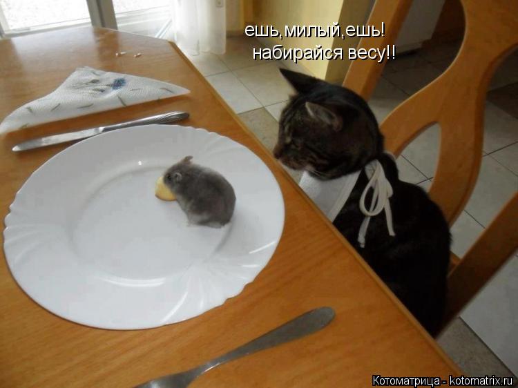 ешь,милый,ешь! набирайся весу!!... Котоматрица: ешь,милый,ешь! набирайся весу!!