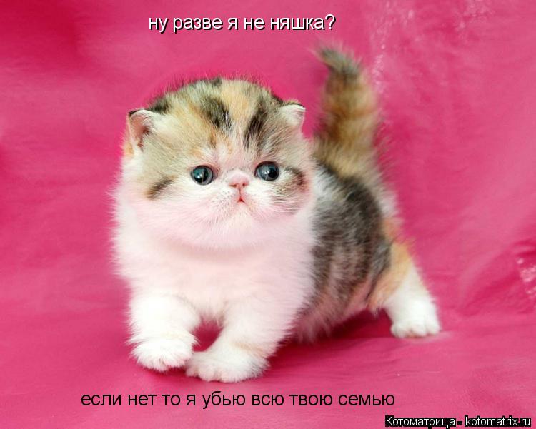ну разве я не няшка? если нет то я убью всю твою семью... Котоматрица: ну разве я не няшка? если нет то я убью всю твою семью