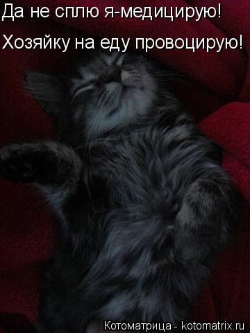 Да не сплю я-медицирую! Хозяйку на еду провоцирую!... Котоматрица: Да не сплю я-медицирую! Хозяйку на еду провоцирую!