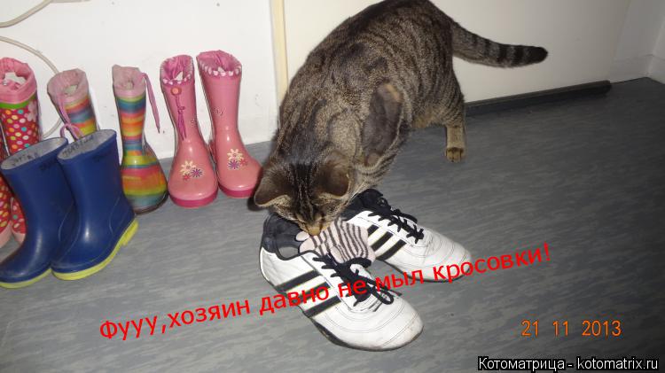 Фууу,хозяин давно не мыл кросовки!... Котоматрица: Фууу,хозяин давно не мыл кросовки!