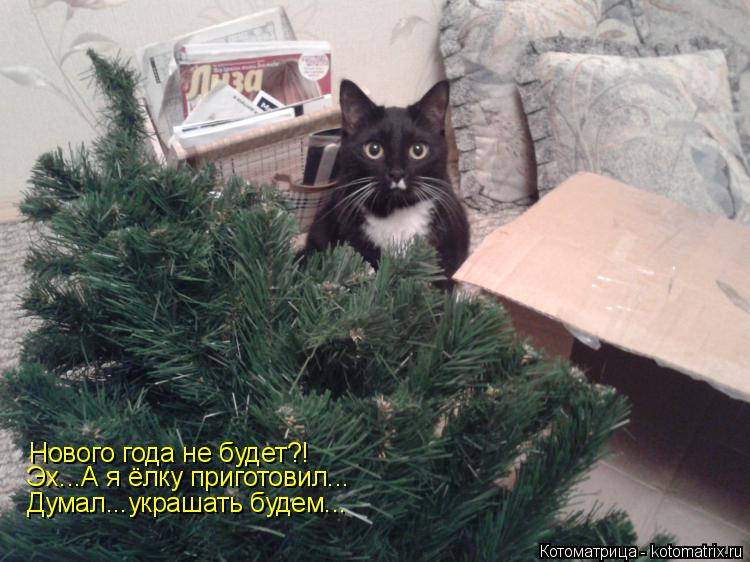 Нового года не будет?! Эх...А я ёлку приготовил... Думал...украшать будем...... Котоматрица: Нового года не будет?! Эх...А я ёлку приготовил... Думал...украшать будем...