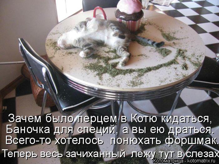 Зачем было перцем в Котю кидаться, Баночка для специй, а вы ею драться. Всего-то хотелось понюхать ф... Котоматрица: Зачем было перцем в Котю кидаться, Баночка для специй, а вы ею драться. Всего-то хотелось понюхать форшмак. Теперь весь зачиханный лежу тут