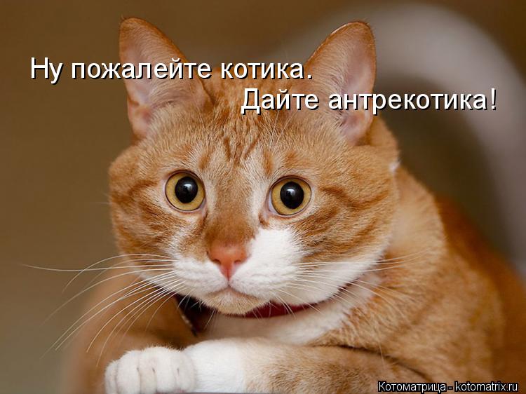 Дайте антрекотика! Ну пожалейте котика.... Котоматрица: Дайте антрекотика! Ну пожалейте котика.