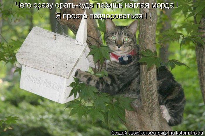 Чего сразу орать-куда лезишь наглая морда ! Я просто поздороваться ! !... Котоматрица: Чего сразу орать-куда лезишь наглая морда ! Я просто поздороваться ! !