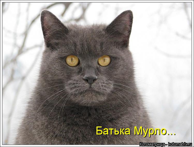 ать Батька Мурло...... Котоматрица: ать Батька Мурло...