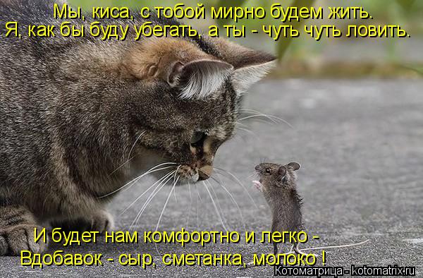 Мы, киса, с тобой мирно будем жить. Я, как бы буду убегать, а ты - чуть чуть ловить. И будет нам комф... Котоматрица: Мы, киса, с тобой мирно будем жить. Я, как бы буду убегать, а ты - чуть чуть ловить. И будет нам комфортно и легко - Вдобавок - сыр, сметанка, моло