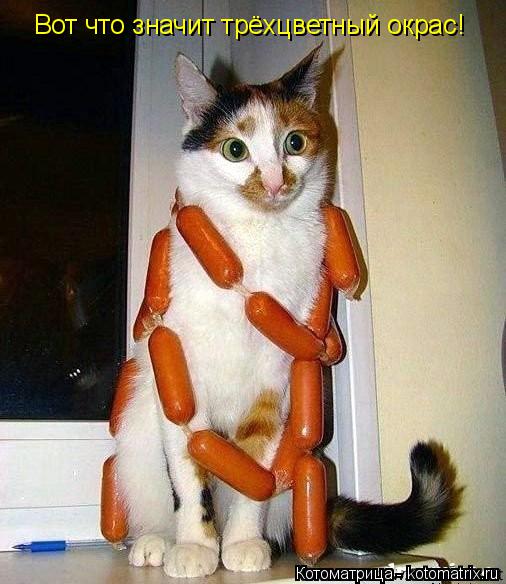 Вот что значит трёхцветный окрас!... Котоматрица: Вот что значит трёхцветный окрас!