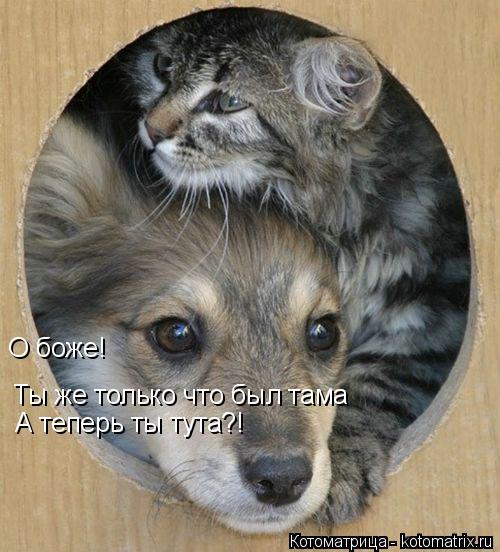 О боже! Ты же только что был тама А теперь ты тута?!... Котоматрица: О боже! Ты же только что был тама А теперь ты тута?!