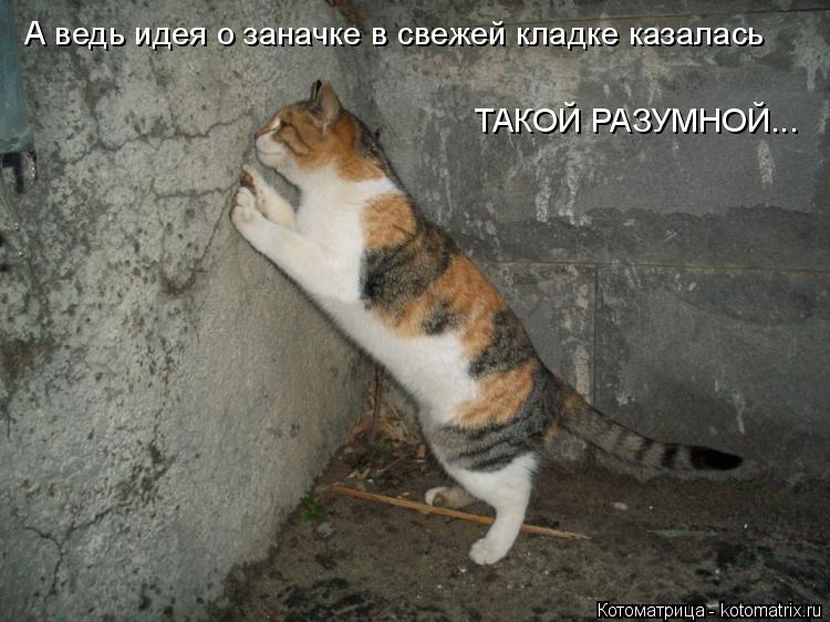 А ведь идея о заначке в свежей кладке казалась ТАКОЙ РАЗУМНОЙ...... Котоматрица: А ведь идея о заначке в свежей кладке казалась ТАКОЙ РАЗУМНОЙ...