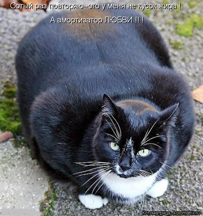 Сотый раз повторяю--это у меня не кусок жира ! А амортизатор ЛЮБВИ !! !... Котоматрица: Сотый раз повторяю--это у меня не кусок жира ! А амортизатор ЛЮБВИ !! !