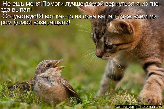 -Не ешь меня!Помоги лучше домой вернуться-я из гне- зда выпал! -Сочувствую!Я вот как-то из окна выпал... Котоматрица: -Не ешь меня!Помоги лучше домой вернуться-я из гне- зда выпал! -Сочувствую!Я вот как-то из окна выпал-тоже всем ми- ром домой возвращали!