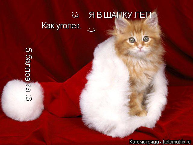 Котоматрица: Я В ШАПКУ ЛЕГ!  Как уголек. :) 5 баллов за :3 :3