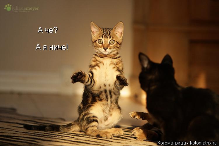 А че? А я ниче!... Котоматрица: А че? А я ниче!