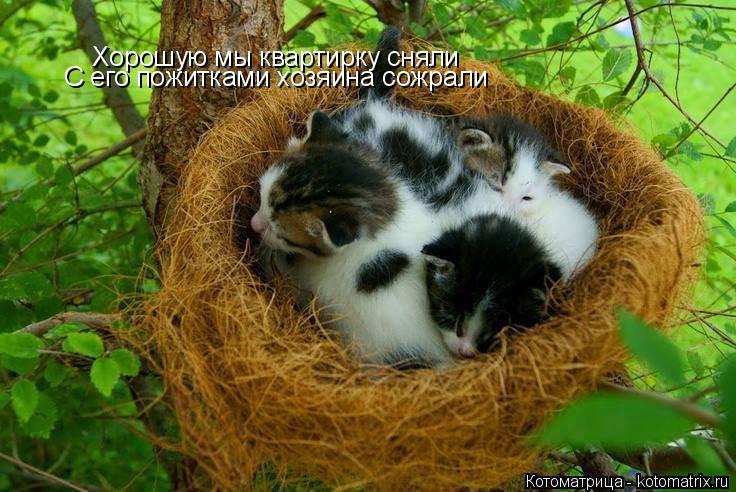 Хорошую мы квартирку сняли С его пожитками хозяина сожрали... Котоматрица: Хорошую мы квартирку сняли С его пожитками хозяина сожрали