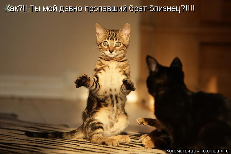 Как?!! Ты мой давно пропавший брат-близнец?!!!!... Котоматрица: Как?!! Ты мой давно пропавший брат-близнец?!!!!