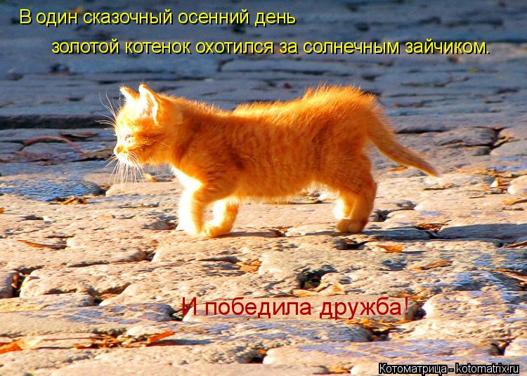 В один сказочный осенний день золотой котенок охотился за солнечным зайчиком. И победила дружба!... Котоматрица: В один сказочный осенний день золотой котенок охотился за солнечным зайчиком. И победила дружба!