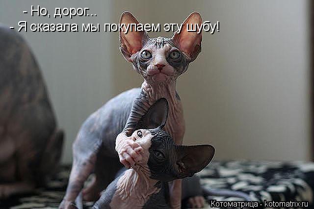 - Но, дорог... - Я сказала мы покупаем эту шубу!... Котоматрица: - Но, дорог... - Я сказала мы покупаем эту шубу!