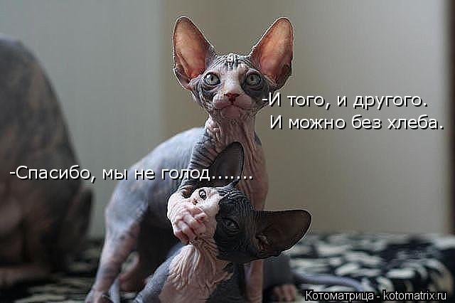 -Спасибо, мы не голод....... -И того, и другого. И можно без хлеба.... Котоматрица: -Спасибо, мы не голод....... -И того, и другого. И можно без хлеба.