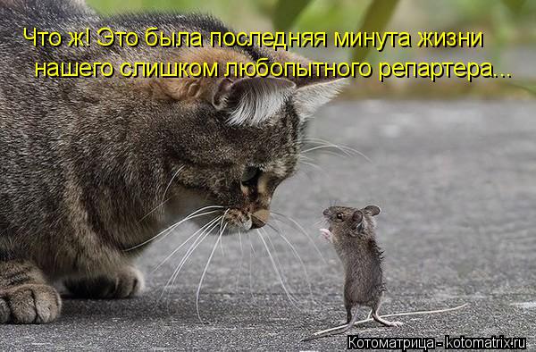 Что ж! Это была последняя минута жизни нашего слишком любопытного репартера...... Котоматрица: Что ж! Это была последняя минута жизни нашего слишком любопытного репартера...