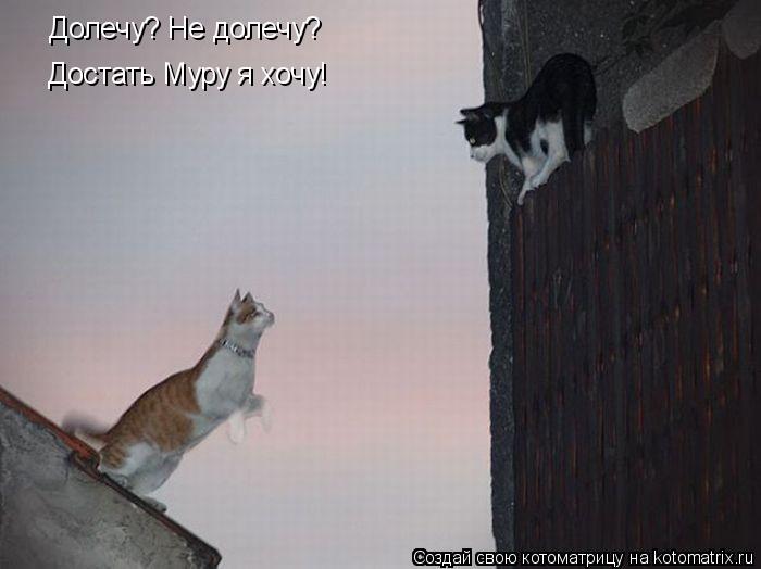 Долечу? Не долечу? Достать Муру я хочу!... Котоматрица: Долечу? Не долечу? Достать Муру я хочу!