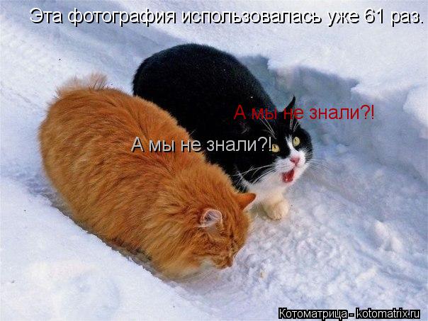 Котоматрица: Эта фотография использовалась уже 61 раз. Из них: http://kotomatrix.ru/show/1287826/ http://kotomatrix.ru/show/1288827/ http://kotomatrix.ru/show/1289258/ http://kotomatrix.ru/show/1291309/ http://kotomatrix.ru/show/1