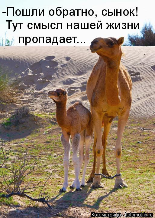 Тут смысл нашей жизни -Пошли обратно, сынок! пропадает...... Котоматрица: Тут смысл нашей жизни -Пошли обратно, сынок! пропадает...