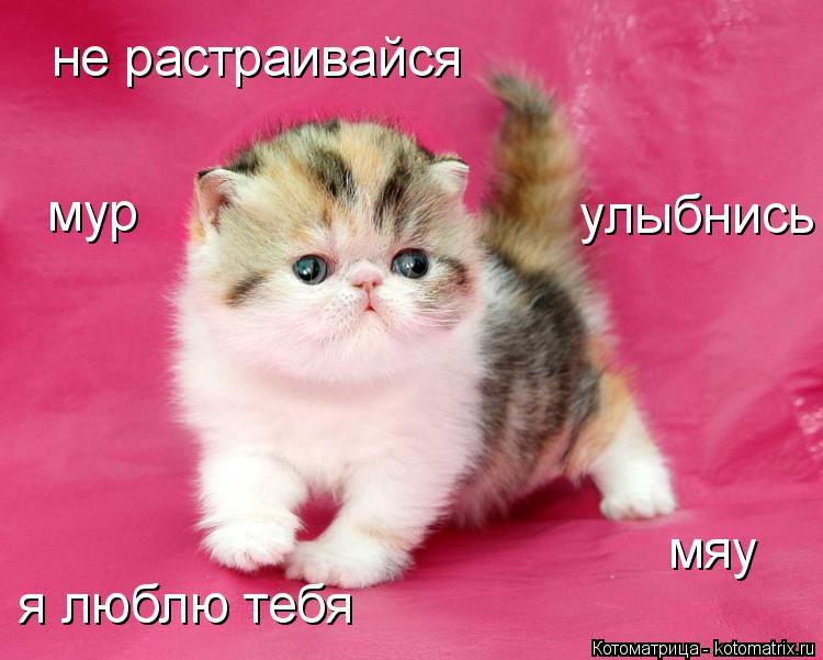 не растраивайся улыбнись я люблю тебя мур мяу... Котоматрица: не растраивайся улыбнись я люблю тебя мур мяу