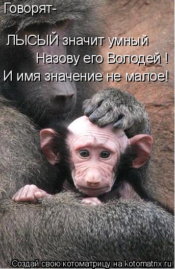 Говорят- ЛЫСЫЙ значит умный Назову его Володей ! И имя значение не малое!... Котоматрица: Говорят- ЛЫСЫЙ значит умный Назову его Володей ! И имя значение не малое!
