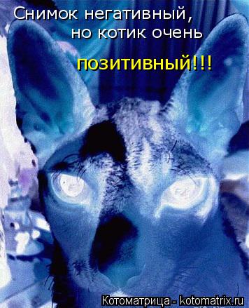 Снимок негативный, но котик очень позитивный!!!... Котоматрица: Снимок негативный, но котик очень позитивный!!!