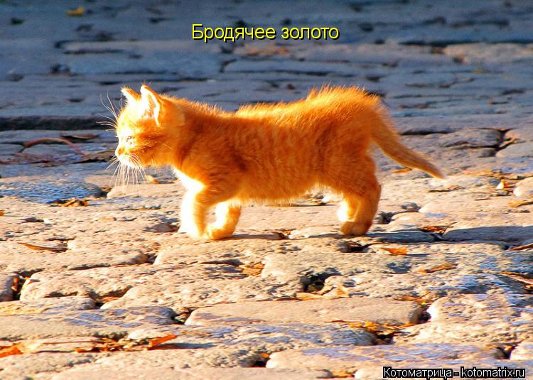 Бродячее золото... Котоматрица: Бродячее золото