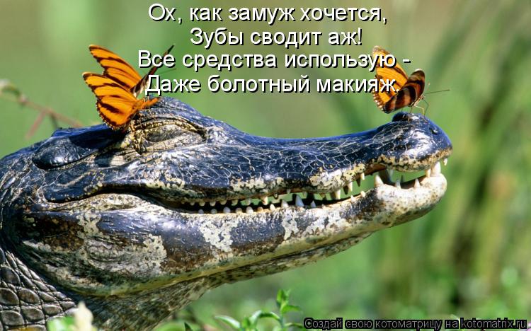 Ох, как замуж хочется, Зубы сводит аж! Все средства использую - Даже болотный макияж.... Котоматрица: Ох, как замуж хочется, Зубы сводит аж! Все средства использую - Даже болотный макияж.