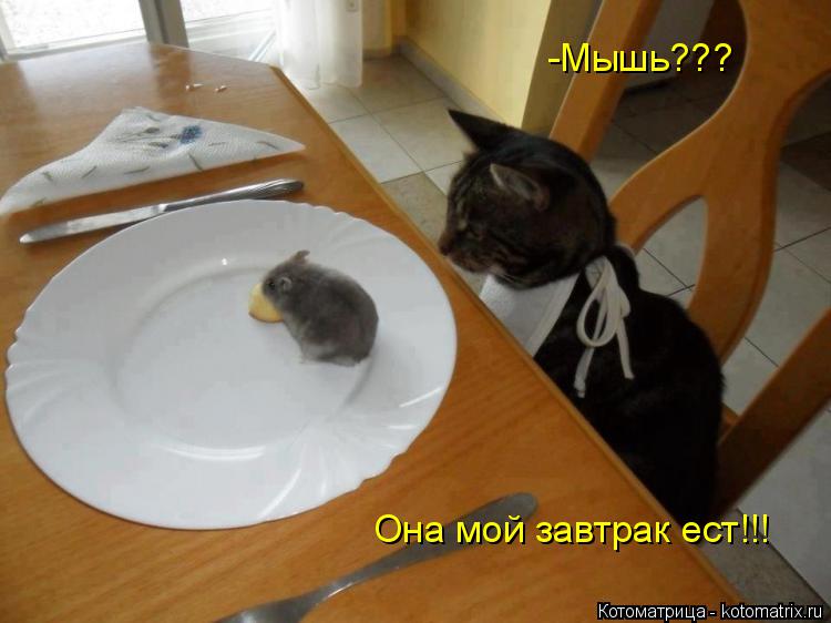 -Мышь??? Она мой завтрак ест!!!... Котоматрица: -Мышь??? Она мой завтрак ест!!!