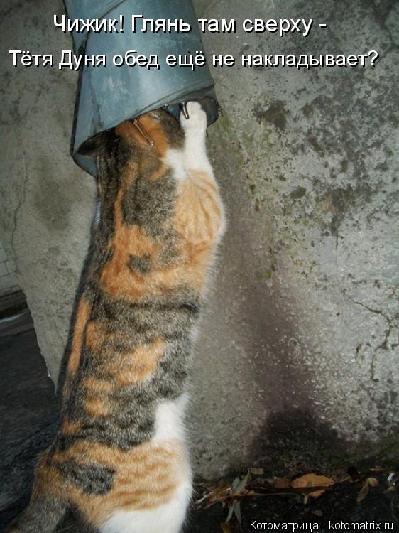 Чижик! Глянь там сверху - Тётя Дуня обед ещё не накладывает?... Котоматрица: Чижик! Глянь там сверху - Тётя Дуня обед ещё не накладывает?