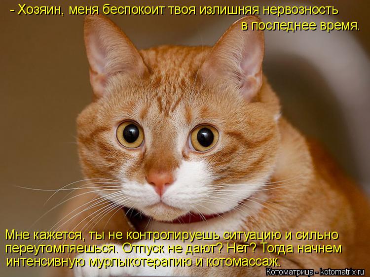 - Хозяин, меня беспокоит твоя излишняя нервозность в последнее время. Мне кажется, ты не контролируеш... Котоматрица: - Хозяин, меня беспокоит твоя излишняя нервозность в последнее время. Мне кажется, ты не контролируешь ситуацию и сильно переутомляешься. О