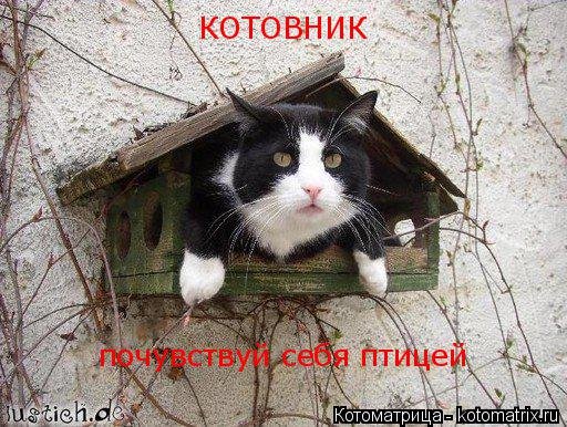 КОТОВНИК почувствуй себя птицей... Котоматрица: КОТОВНИК почувствуй себя птицей